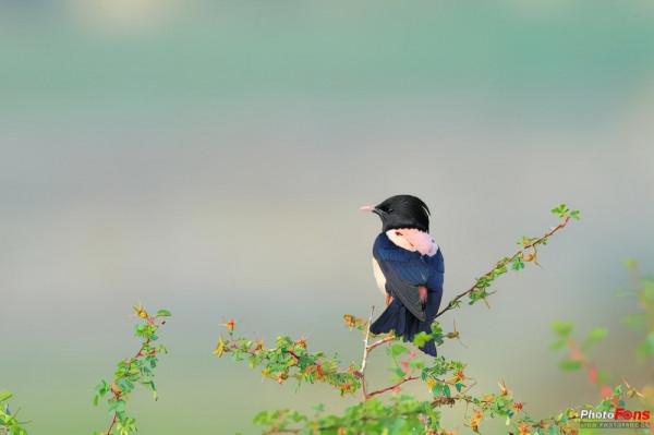 印度蝗災或向中亞擴散，新疆地區或迎來危機？“滅蝗大戰”白熱化