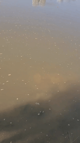 流溪河老鱉趴在水底曬太陽，被小夥設法釣起，路人：這是鎮河之鱉