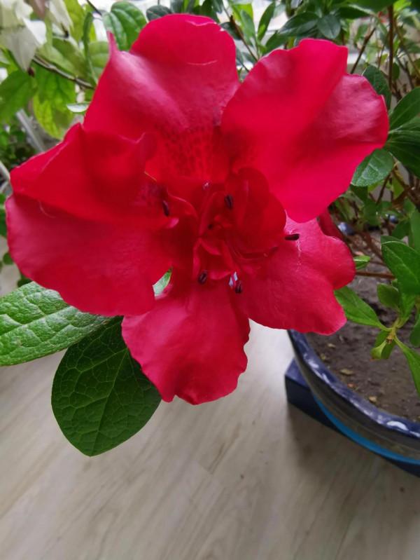 杜鵑花是花中西施