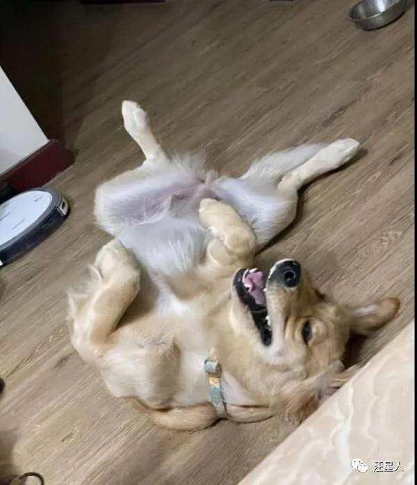 妹子養了一隻超萌的金毛寶寶,但幾個月後……怎麼變“哈士奇”了 妹子養了一隻超萌的金毛寶寶,但幾個月後……怎麼變“哈士奇”了