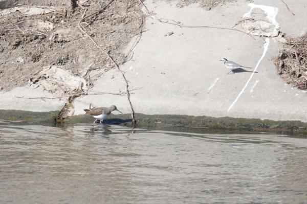 春節清河觀鳥記錄