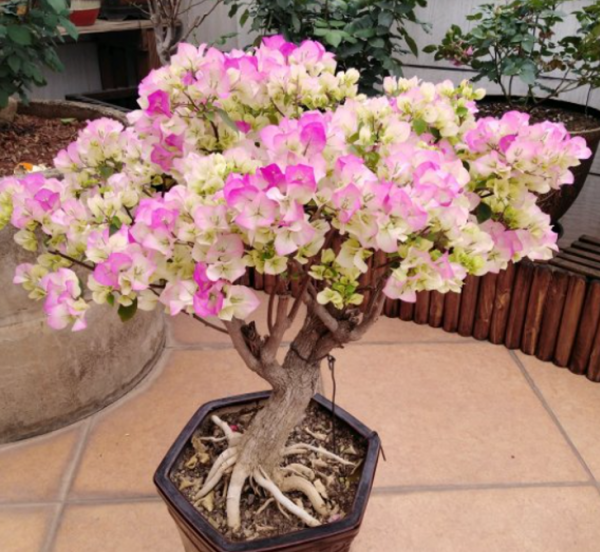 冬天買到5種花，要用小花盆養，少澆水多曬，才會長得漂亮