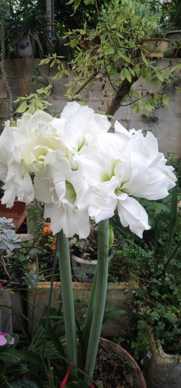 全網都在種的“阿弗雷”,單朵花比臉大,一開花就預示著“吉祥” 全網都在種的“阿弗雷”,單朵花比臉大,一開花就預示著“吉祥”