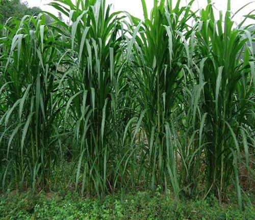 廣東老闆放棄工廠去養羊,很快虧損幾十萬,養牛一年又賺回來了 廣東老闆放棄工廠去養羊,很快虧損幾十萬,養牛一年又賺回來了