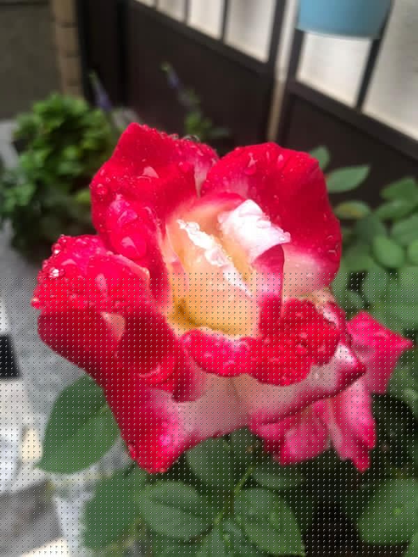 我種了80多種月季花