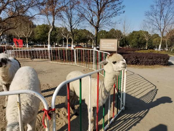 美啦美啦美啦，愛啦愛啦愛啦——第n次遊西山漾