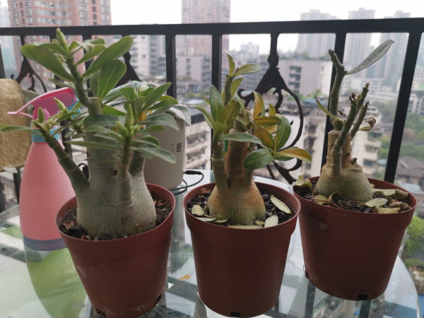 10種花天生“公主病”,真是沒得治,養花大神遇到也頭疼 10種花天生“公主病”,真是沒得治,養花大神遇到也頭疼