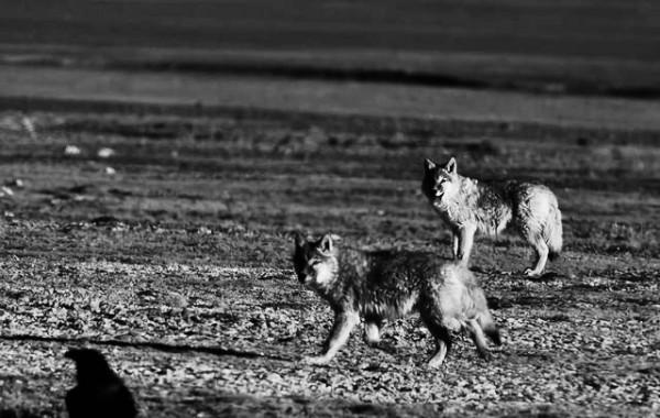 抗日名將王勁哉：抓住日寇綁在樹上讓士兵練刺刀，這叫以牙還牙