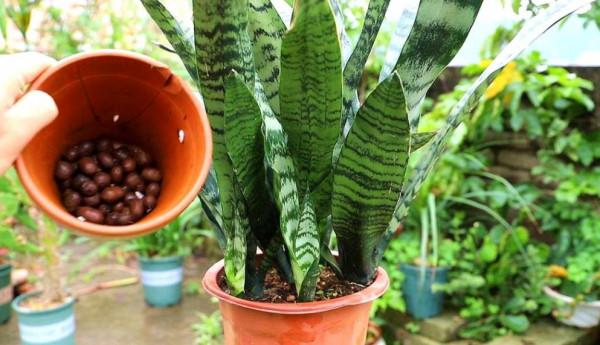 虎皮蘭有“2怕3不喜”，做錯了長不旺，還容易爛根爛葉