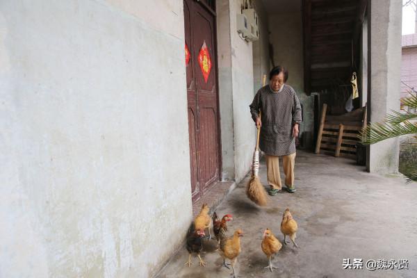 78歲老媽留守山村，種菜養雞養鴨樂在其中，去城裡兒子家呆不住