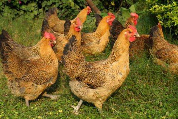 沒有一點經驗可以養雞嗎,要注意哪些事項 沒有一點經驗可以養雞嗎,要注意哪些事項