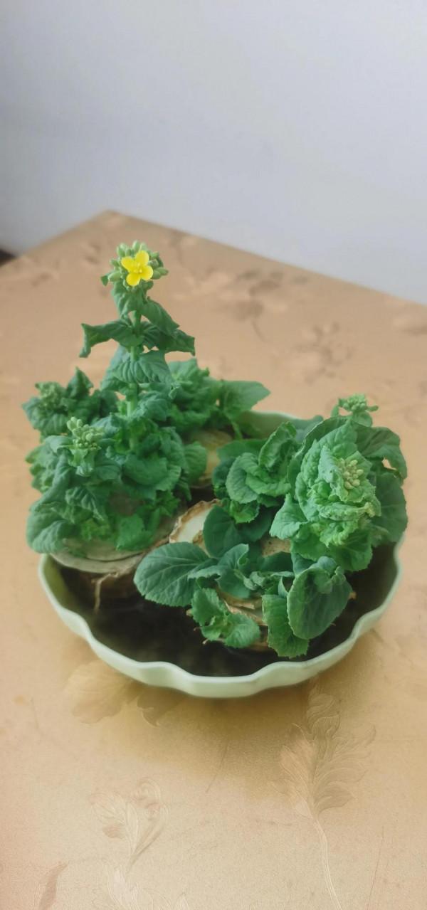 做飯的白菜根秒變免費盆景