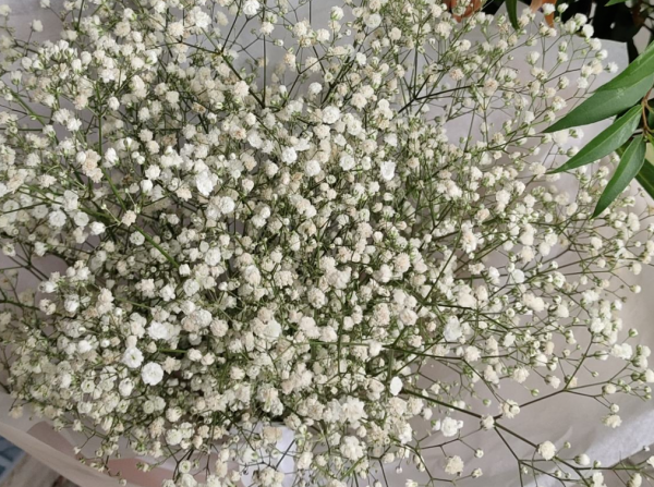 今日12星座好運花，“運勢”和花更配哦，你的幸運花是哪種？