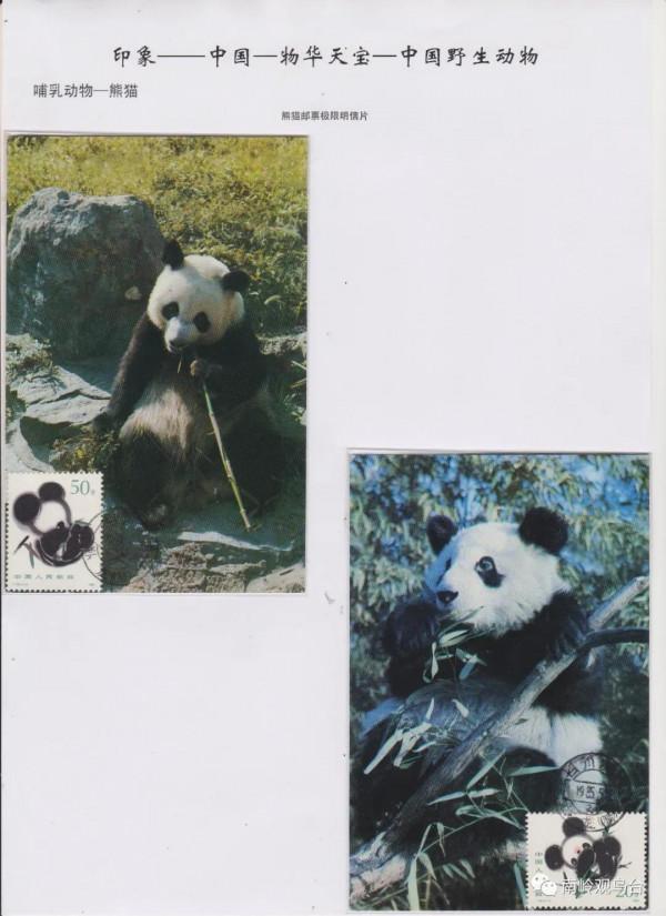 中國的生物多樣性&mdash;大熊貓