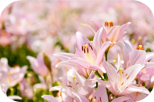 2塊錢，奪走了我家貓的命