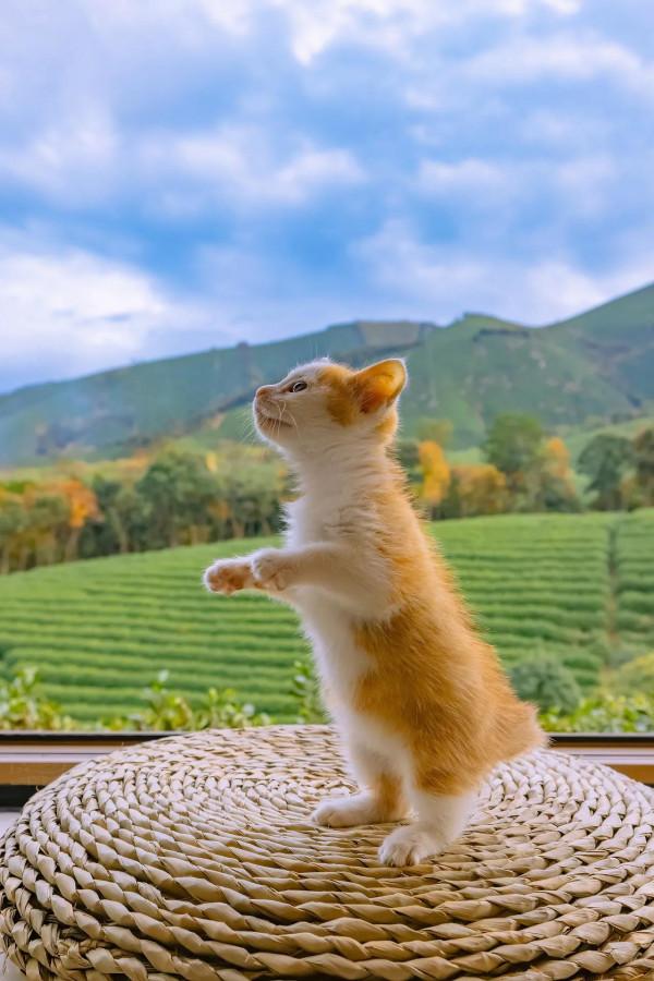 「今日桌布」可愛萌寵