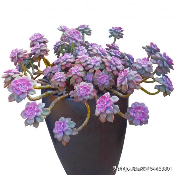 最愛多肉紫樂,好養殖易出狀態,非常容易爆盆 最愛多肉紫樂,好養殖易出狀態,非常容易爆盆