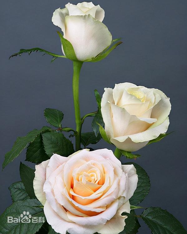 花卉市場中的“常青樹”——切花玫瑰