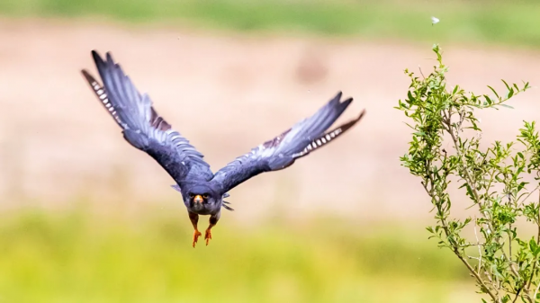 「山西鳥類圖鑑」| 紅腳隼