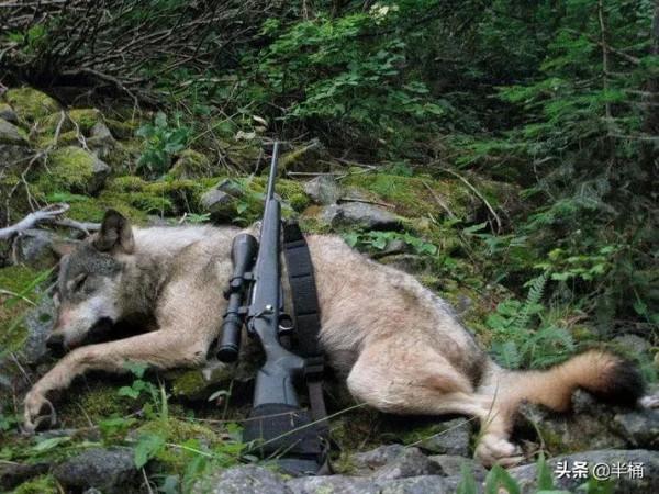 狼的天敵是什麼?成年人能徒手打敗狼嗎?野外遇到狼如何自保? 狼的天敵是什麼?成年人能徒手打敗狼嗎?野外遇到狼如何自保?