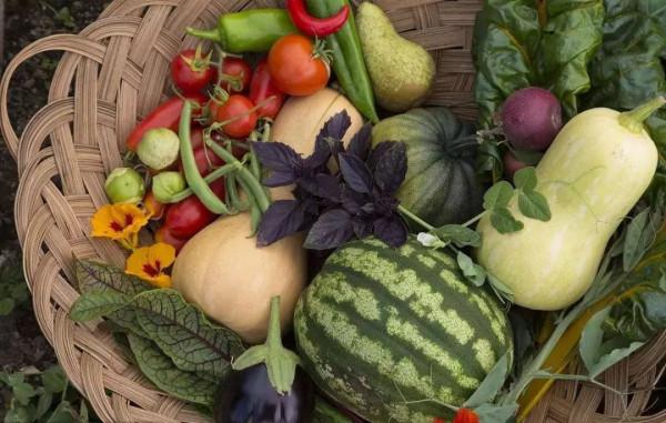 為什麼記性越來越差了?營養師:這4種有助大腦健康的食物要多吃 為什麼記性越來越差了?營養師:這4種有助大腦健康的食物要多吃