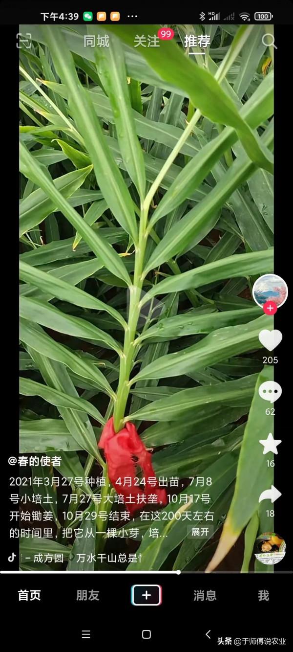 千萬不要錯誤的認為：今年生薑低谷，明年多種，是個翻身的好機會