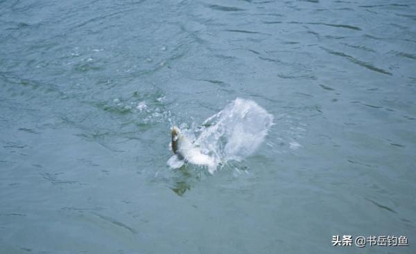 春釣腥餌就算上魚，卻永遠釣不多！釣友：香餌配方才是春釣天花板