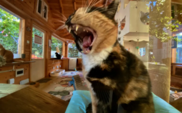 貓別墅還能這麼玩兒？