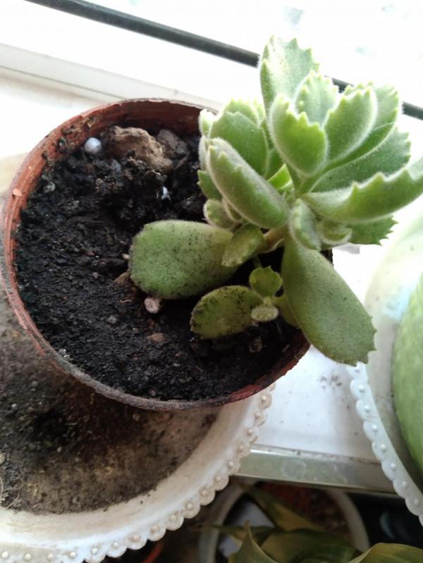 沒錯，我就是那個又菜又愛玩的養肉人