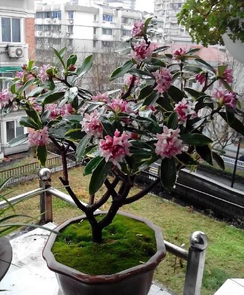 5種花，香氣濃郁，久聚不散，花一開“富貴滿家”