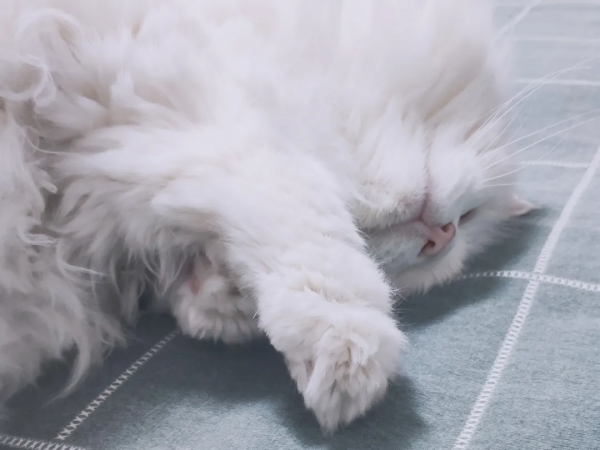 黑夜漸短，還剩多少時間能蹦迪？