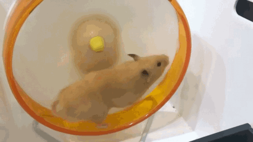 養倉鼠後，生活處處是“驚喜”…