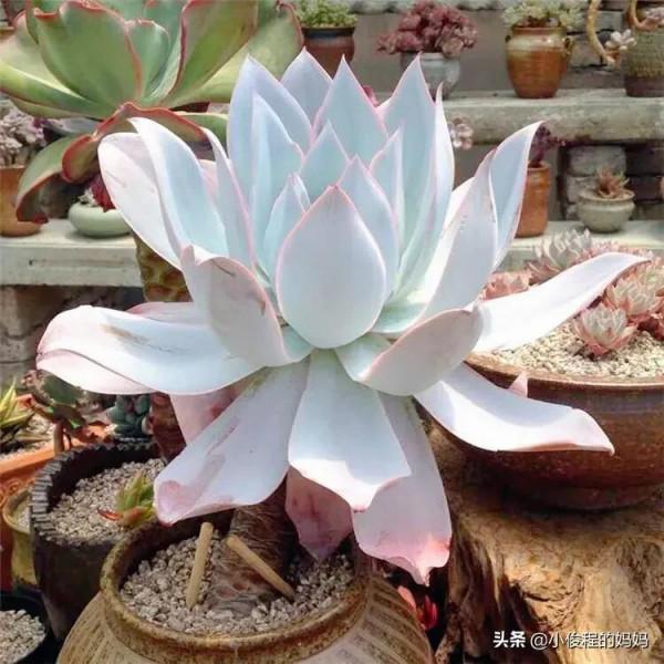 分享——石蓮花