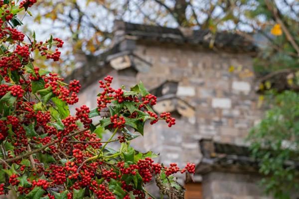 皖南的秋色，藏在這裡