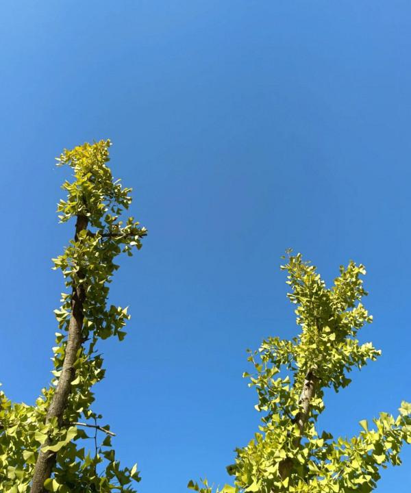 隨筆：《晚年如詩》