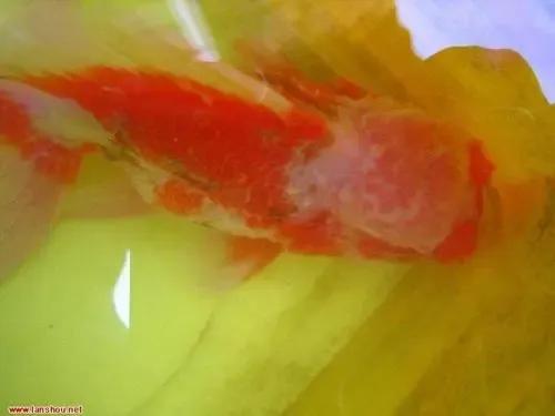 水黴病是新手在養金魚路上的又一絆腳石