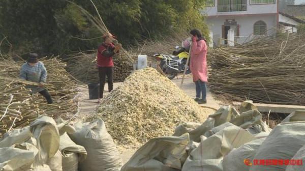 廢棄桑枝變廢為寶成&OpenCurlyDoubleQuote;藥材&rdquo;，療效多