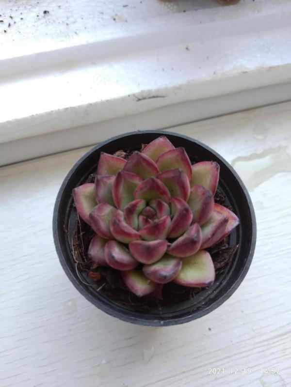 今天上盆的精品肉