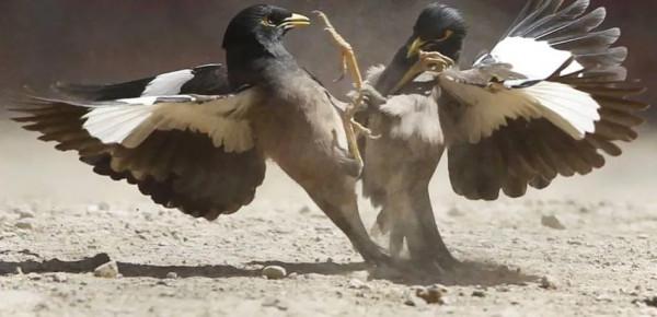 60多張雙比翼鳥圖欣賞