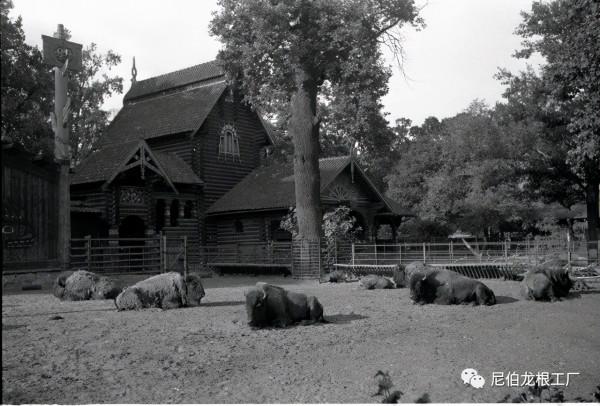 沒救了，燉了吧：二戰中的德國柏林動物園