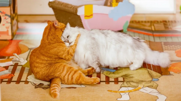 盤點 | 小貓咪那些奇奇怪怪的“酸角”關係