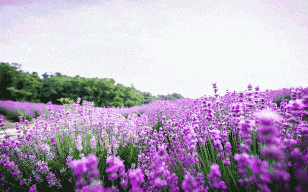 粉紅少女心——紫鋰輝石