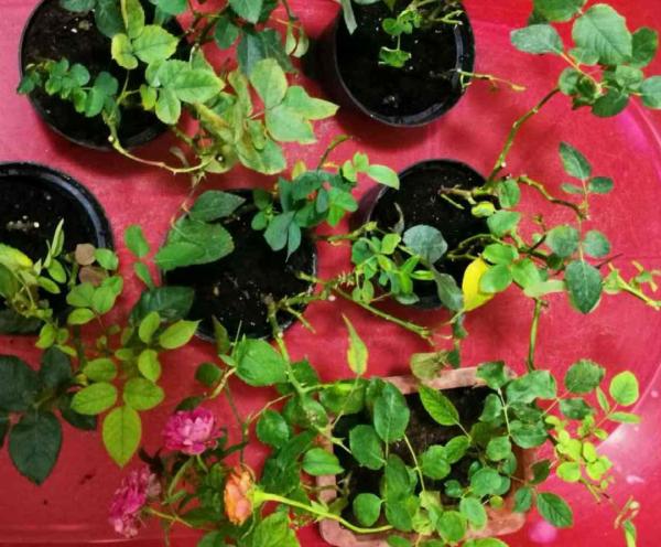 花市“一次性”的盆栽，開完花就死，未免太可惜