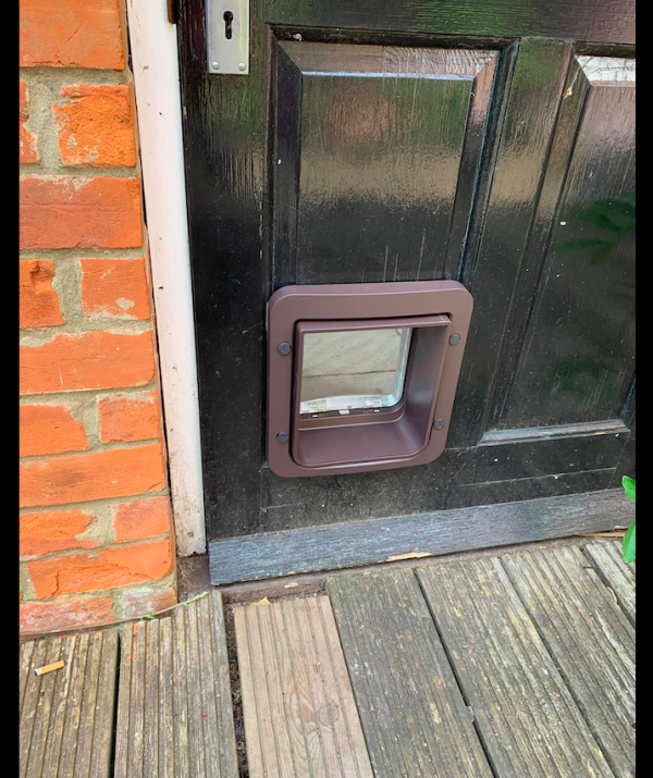 女子誤把野生動物當成流浪狗，好心餵養一個月，貓差點都被吃了