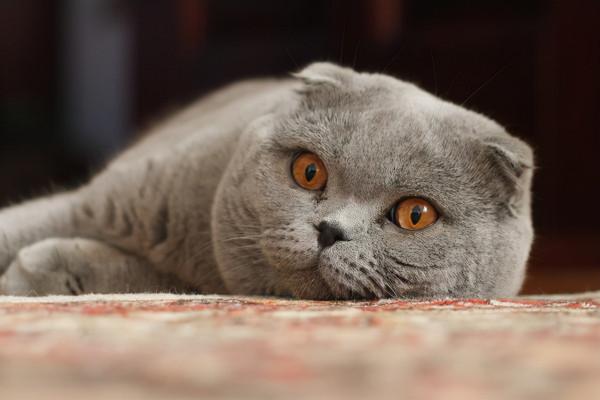 2021年世界十大最貴貓品種 2021年世界十大最貴貓品種