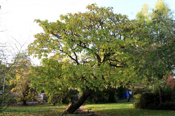 訪李約瑟研究所 訪李約瑟研究所