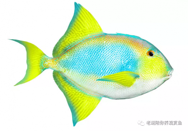 魚缸中TDS與硬度區分