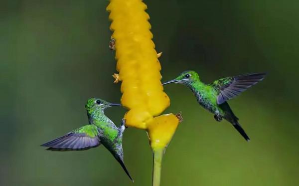 分享圖片&mdash;&mdash;可愛的小小鳥兒