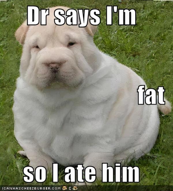 有種狗子，曾經是拉布拉多，後來變成了豬