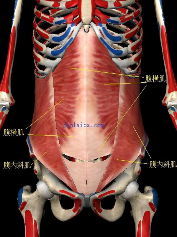 下腰背痛與腹部、背部肌肉的關係